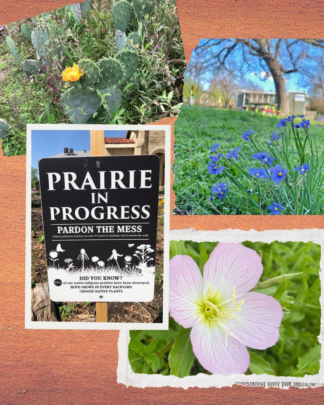 Collage of the native garden: a prickly pear in bloom, a Prairie in Progress sign, blue-eyed grass and a pink evening primrose
