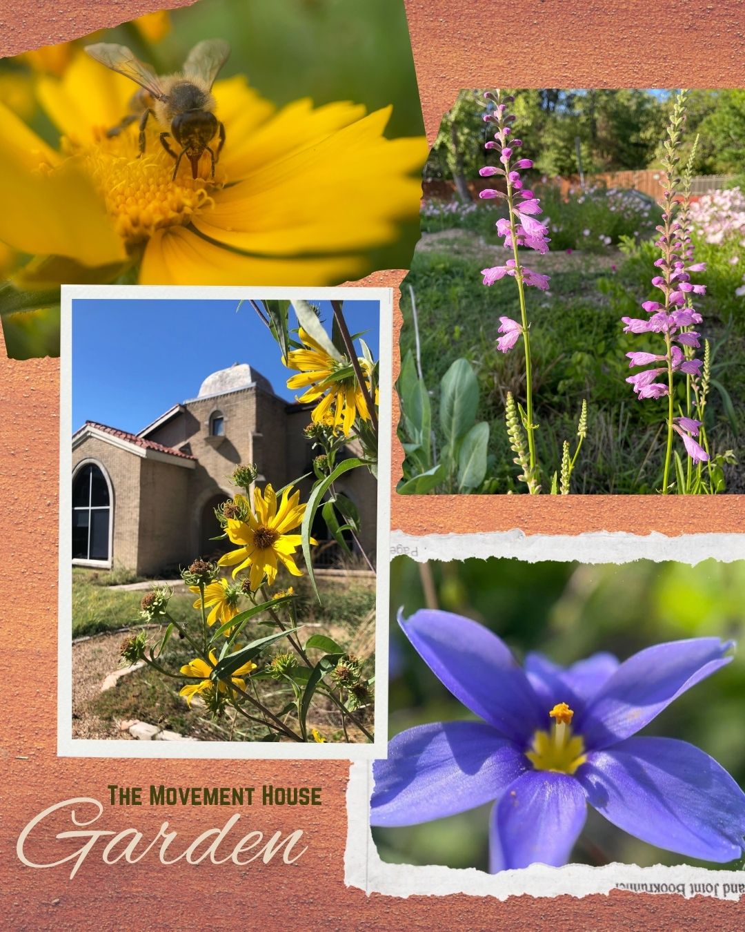 Collage titled The Movement House Garden: a bee on a yellow flower, pink obedient plant spikes, yellow blooms by the house and a purple wildflower