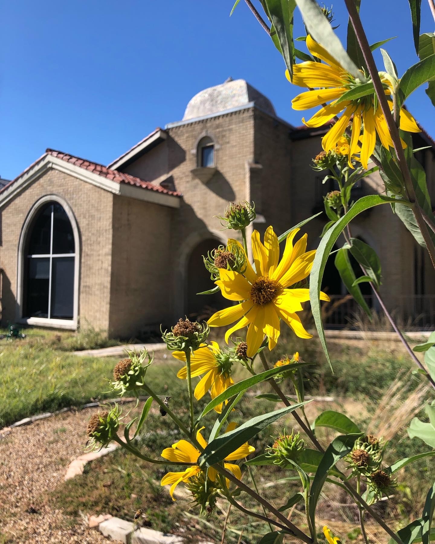 Yellow wildflowers in the native garden in front of the Movement House, a brick building with arched windows and a domed roof under a blue sky