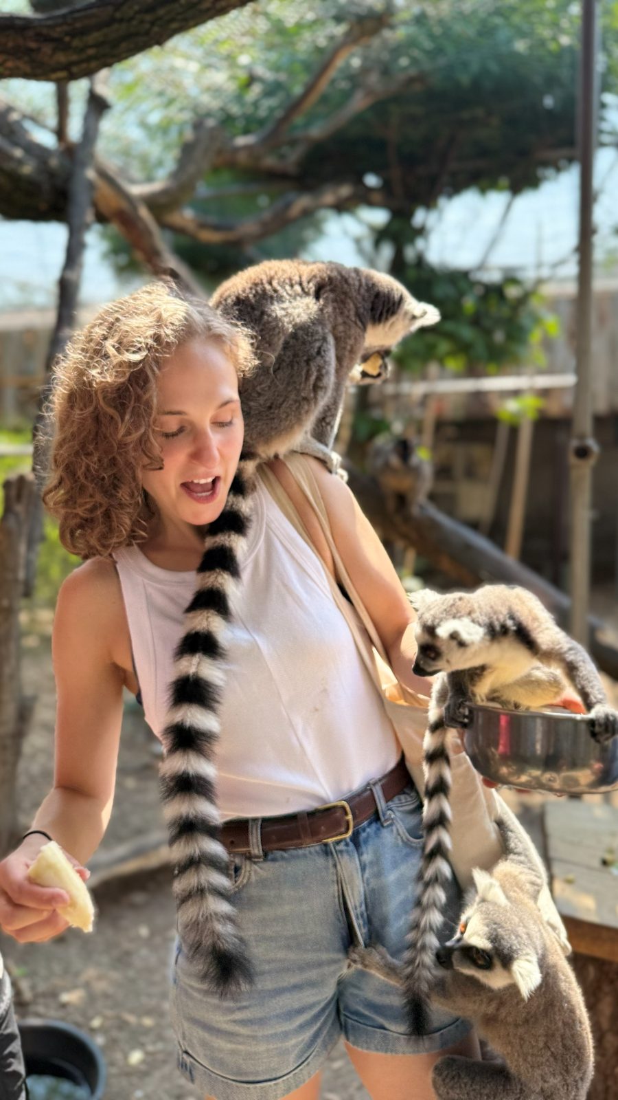 Hope with a family of lemurs