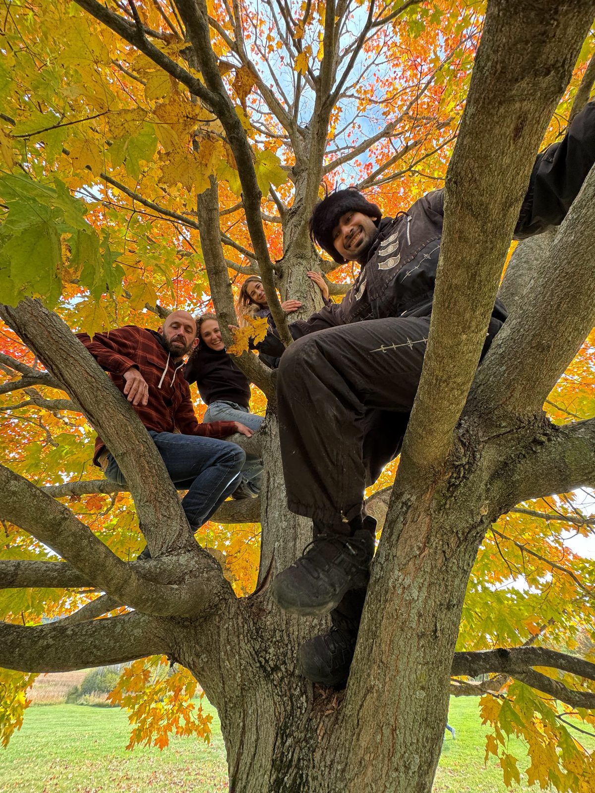 Four friends perched among the branches of a big autumn maple, Hope grinning from the middle